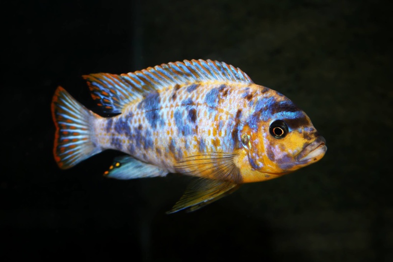 Maylandia fainzilberi 'Lundo Island'